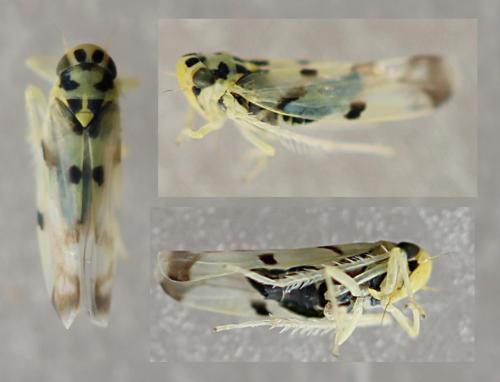 Réf. 239 323 : Eupteryx atropunctata